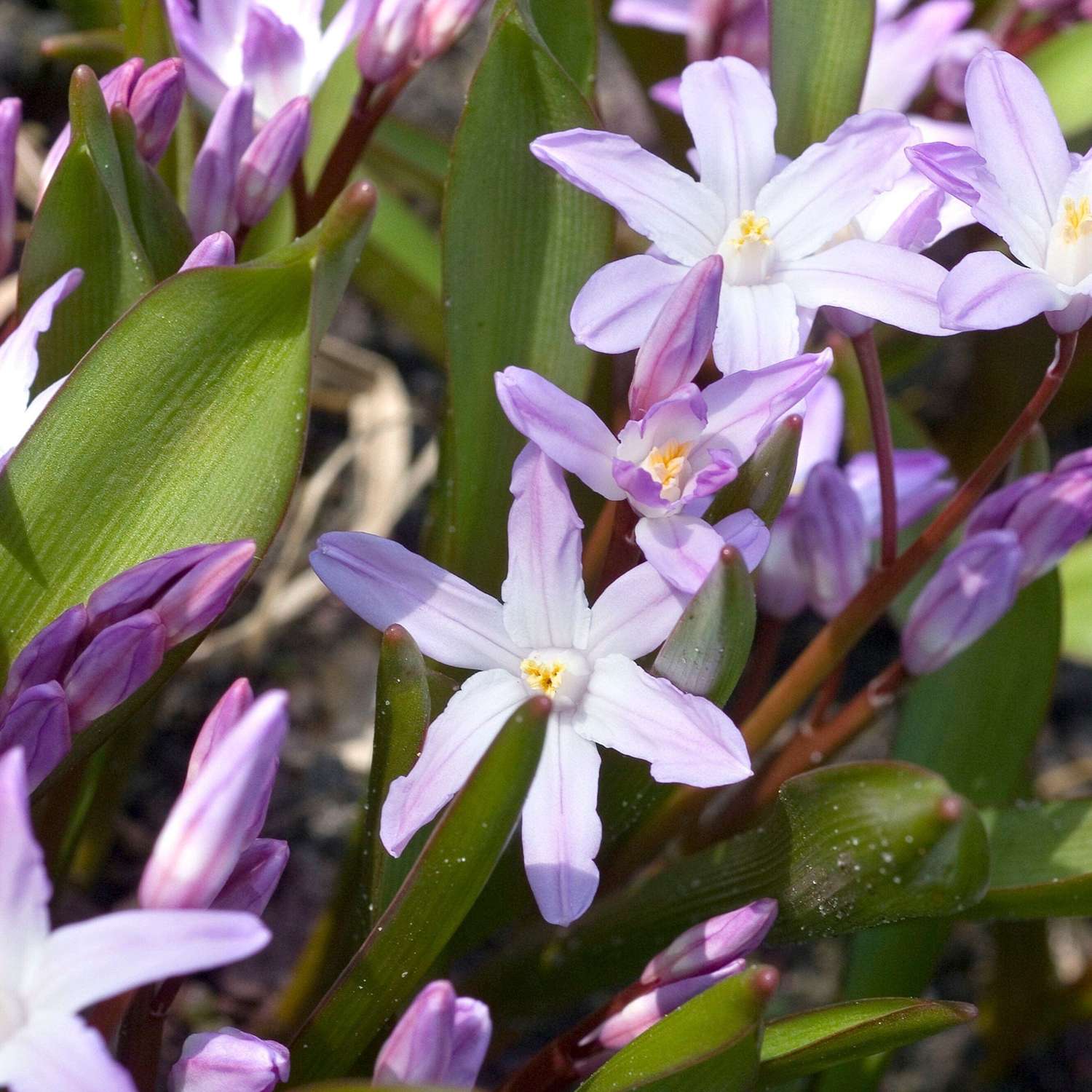 Kirjokevättähti Chionodoxa forbesii 'Pink Giant'
